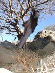 Cheeky mountain climber