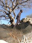 Naked rock climber