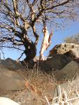 200 years since some touched this tree nude