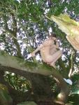Nude in a manzanita tree (rear)