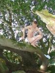 Nude guy in a tree