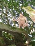 Nude male with flaccid penis in a tree