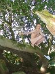 Barefoot in the tree