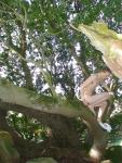 Climbing down from the tree
