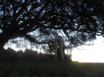 Rear by a tree at sunrise
