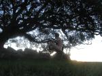 Near a tree at sunrise