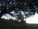 Near a tree at sunrise