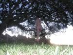 fat rear Under a tree at sunrise