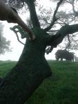 Climbing a tree with cows