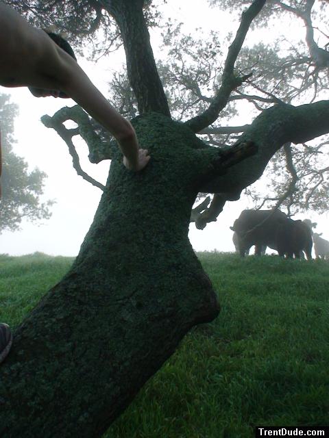 Climbing a tree with cows