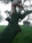 climbing a tree nude with cows watching (ankle socks, scrotum)