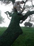 Is he going to jump on the cow like a rodeo man?