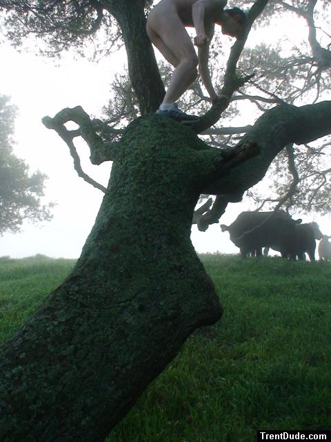 How to sneak up on cows nude