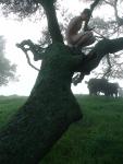 Nude in a tree with cows