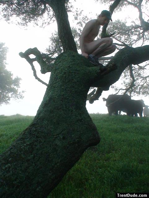 Nude in a tree with cows