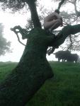 Cow watching