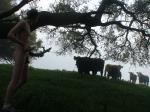 Sorry, but that cow is not impressed with your manhood.