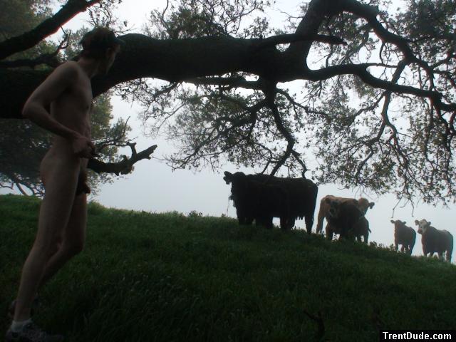 Sorry, but that cow is not impressed with your manhood.