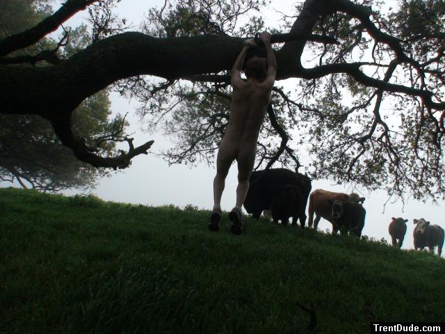 The cattle think you have a few screws loose