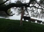 Farmhand smiling nude in front of the cows