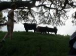 Happy cows?