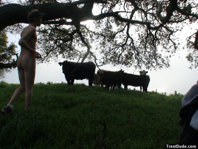 Happy cows?
