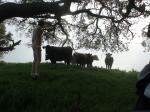 Trying to cover the eyes of the little cows