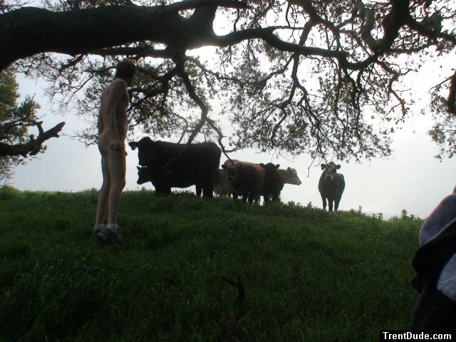 Trying to cover the eyes of the little cows
