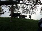 Only one cow is watching