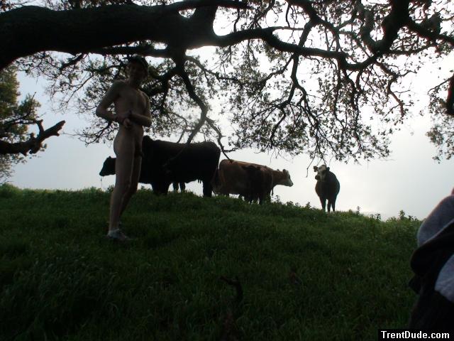 Only one cow is watching