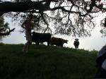 Those cows have seen better