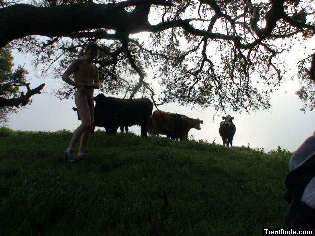 Those cows have seen better