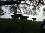 Is that cow licking you?