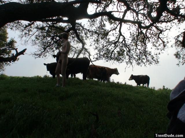 Is that cow licking you?