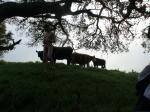Don't step in the cow manure