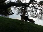 Are they going to tell their other cow friends what they just saw?