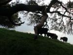 The cows are bored of him