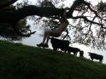 about to sit on a cow