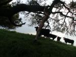 Climbing the tree in case there is a cattle stampede
