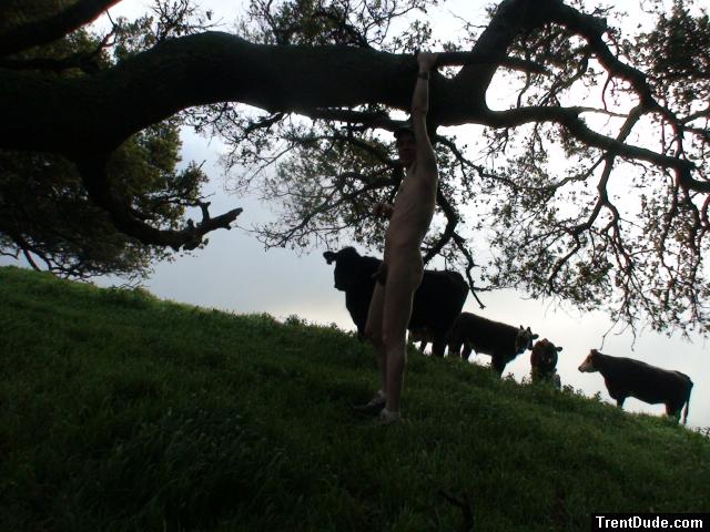 One of the cows finds him very attractive