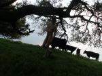 Walking with cows