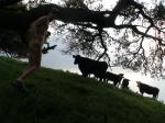 Sure that is not a bull?