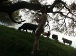 The cows have never seen a human butt before