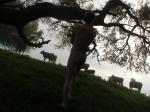 Watching the cows in a foggy field (legs and rear)