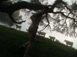 Running after the cows
