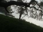 Looking at a tree