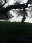 Standing nude under a tree